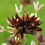 Loose Flowering Rush (Juncus phaeocephalus var. paniculatus): Being native to California it likes to grow in wet areas.